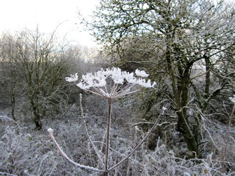 Winterblume Foto And Bild Archiv Projekte Naturchannel