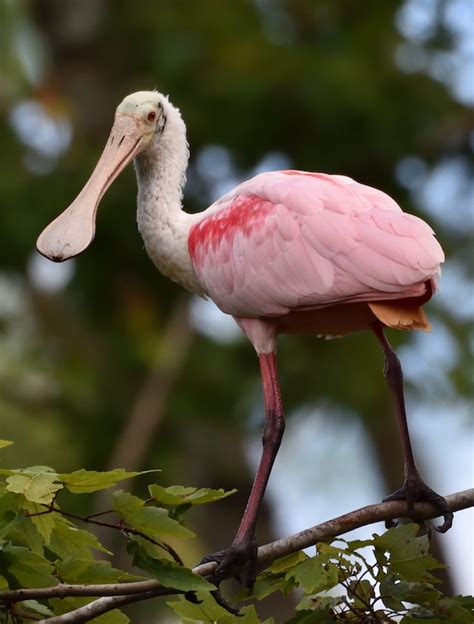 Backyard Birding In Merida Yucatan And Beyond Think Pink Roseate