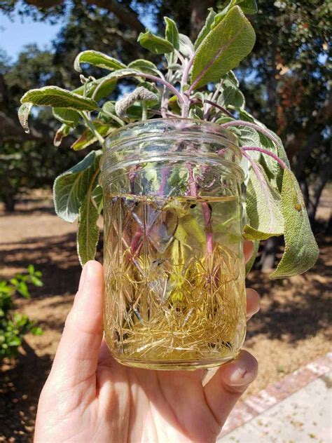 How To Propagate Grow Sage Cuttings In Water Or Soil Homestead And