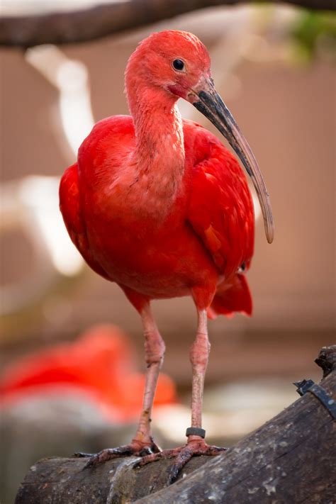 Scarlet Ibis Japari Library The Kemono Friends Wiki