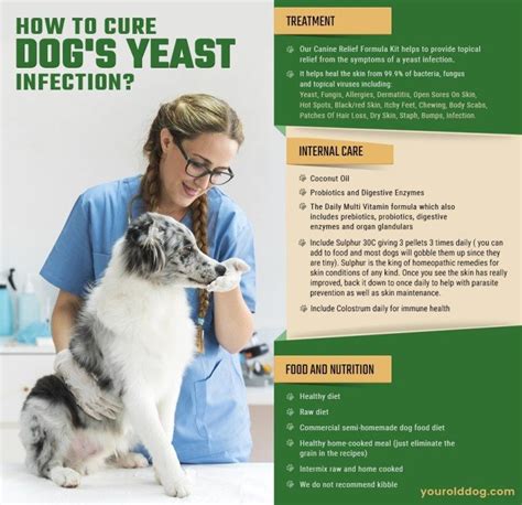 How To Treat My Dogs Yeast Infection At Home