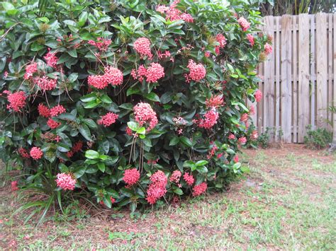 I could not find a good. Ixora... thrives in south Florida. | Florida gardening ...