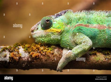 Close Up Portrait Of A Panther Chameleon Furcifer Pardalis Stock Photo