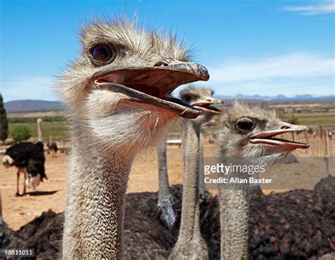 Ostrich Flock Photos And Premium High Res Pictures Getty Images