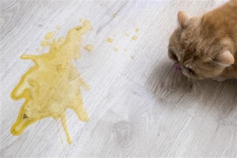 Why would a cat vomit foam? At Vomiting Yellow Treatment: Reasons and Tips to Quick ...