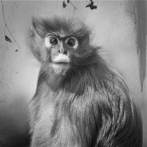 Touching Photos Of Monkeys Behind Glass Walls Will Tug At Your