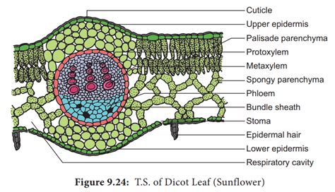 Easy Leaf Cross Section Labeled
