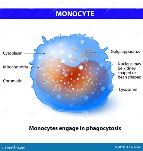 The Structure Of The Monocyte Monocytes Blood Cell Macrophage White