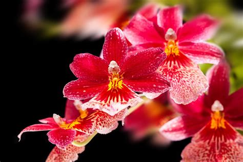 Orchid Types Explained Bbc Gardeners World Magazine