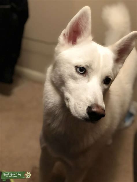 Turns out, everyone — seriously, everyone — has brown eyes. Stud Dog - White Husky blue/brown eye - Breed Your Dog