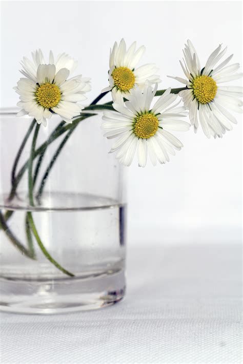 Free Images Petal Vase Still Life Daisies Floristry Flowering