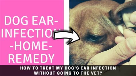 Dog Ear Infection Home Remedy How To Treat My Dogs Ear Infection