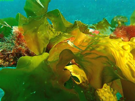 Project Blog Sustainable Seaweed Planting Forest Crops Of A Very