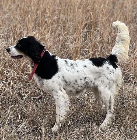 English Setter For Sale