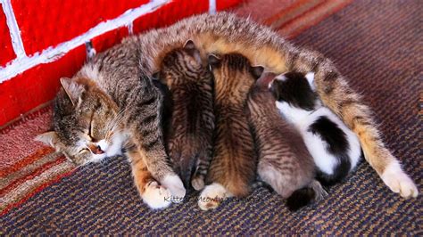 Mom Cat Feeding Five Cute Meowing Kittens Youtube