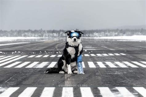 Pin By Beatrice D On K 9 Piper The Cherry Capital Airport Dog Guard