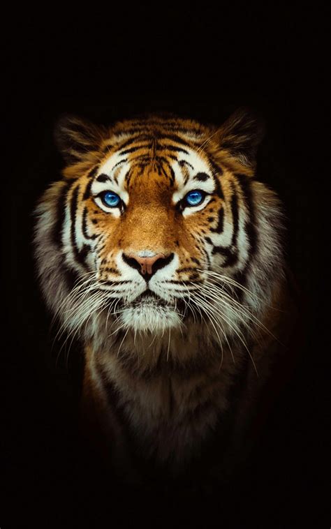 Tiger Wallpaper 4k Best Cool Tiger Tiger Wallpaper Tiger