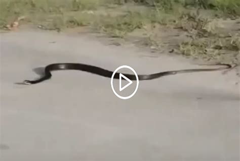 Weird Snake Goes Crazy And Kills Itself Pnpmedia TV