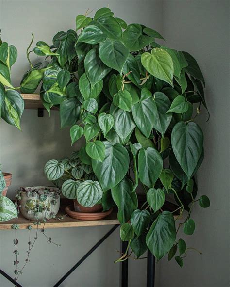 Six Heart Shaped Plants For Your Lucky Valentine Plant Life Balance