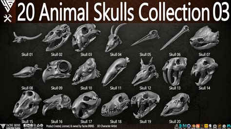 Artstation 20 Animal Skulls Collection 03 Resources
