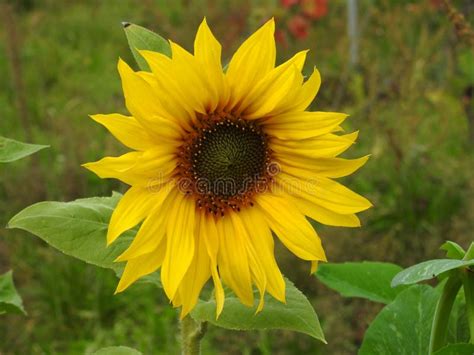 Flower Sunflower Yellow Plant Picture Image 110615746