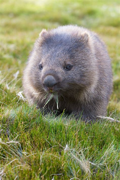 Wombats Artofit