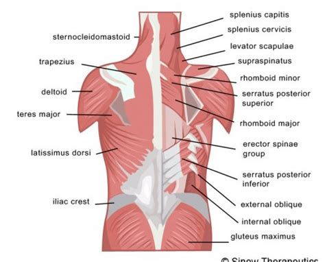 Back Muscles Chart Modernheal Com