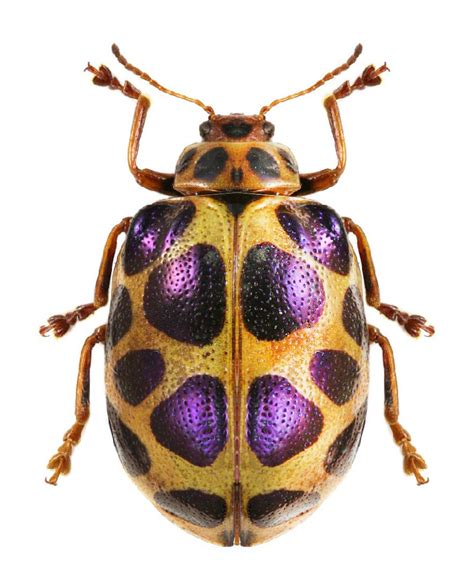Agasta Formosa Beetle Insect Insects Beautiful Bugs