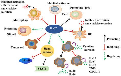 Interleukin 37 A Crucial Cytokine With Multiple Roles In Disease And