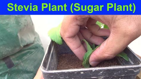 How Grow Stevia Plant From Cutting Stevia Benefits Youtube