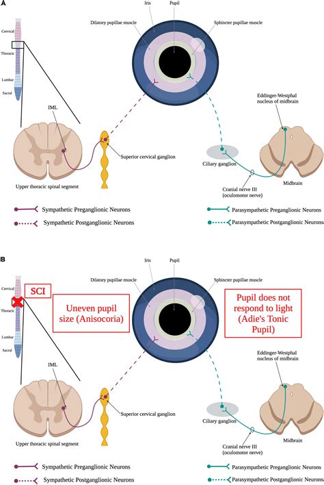 Frontiers Consequences Of Spinal Cord Injury On The Sympathetic
