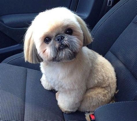 Excellent Shih Tzus Info Is Offered On Our Site Take A Look And You
