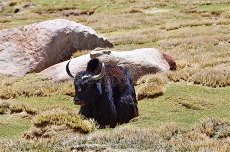Wild Yak In The Tibetan Highlands In Summer Stock Image Image Of