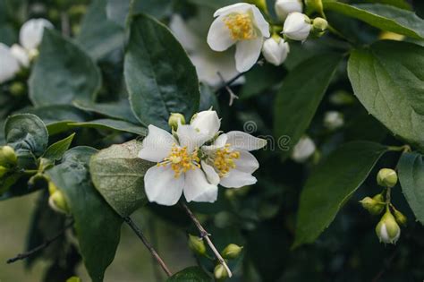 White Small Jasmine Flower On The Bush In The Garden Stock Photo