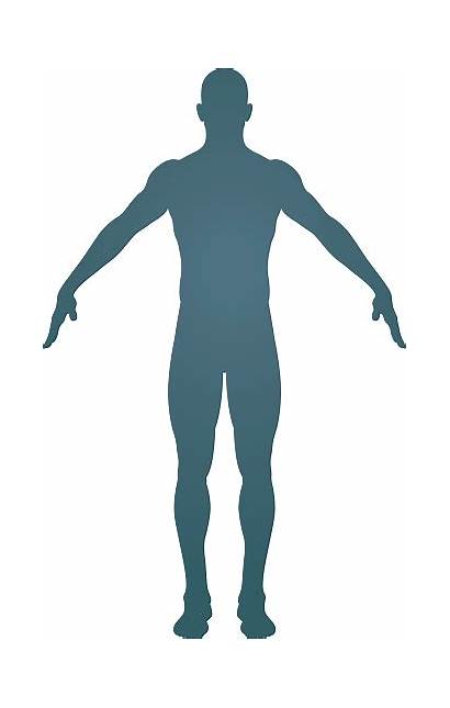 Human Vector Silhouette Outline Illustrations Clip Anatomy