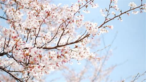 Aesthetic Cherry Blossoms Wallpapers Top Free Aesthetic