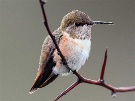 Rufous Hummingbird Celebrate Urban Birds