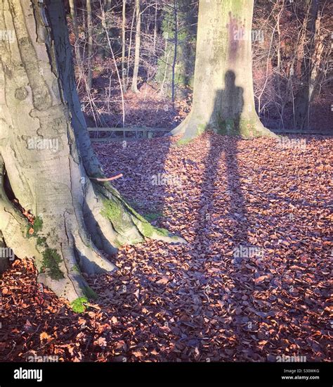 Shadow Cast By Trees Hi Res Stock Photography And Images Alamy