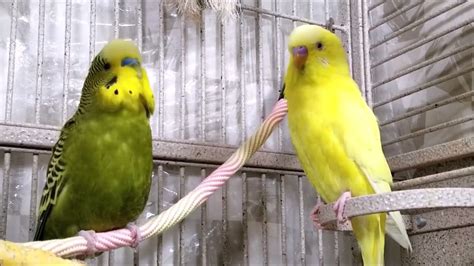 Happy Parakeets Singing Eating And Chirping Budgies Chirping Youtube