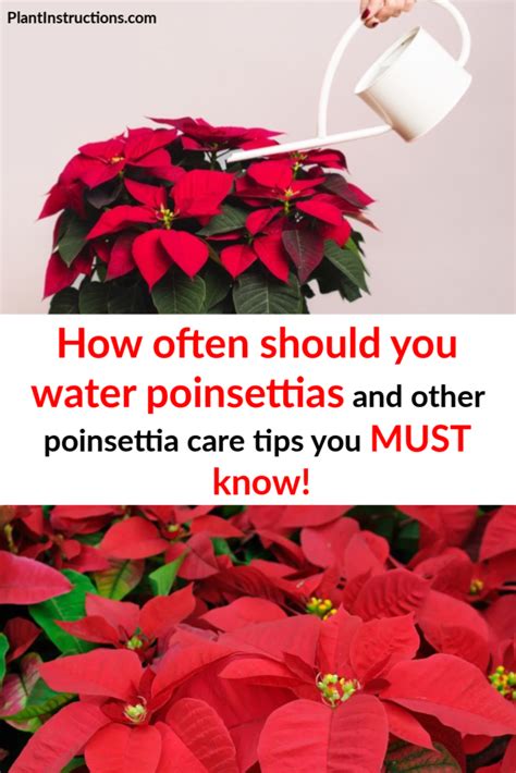 You can easily kill these plants by over watering, so when in doubt do not water. How Often Do You Water Poinsettias? And Other Poinsettia ...