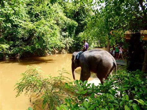 We had booked our tickets on line with klook kuala gandah elephant sanctuary tour from kuala lumpur with fireflies night cruise & seafood dinner and we were picked up by a local company. Kuala Gandah Elephant Sanctuary (Pahang): from USD 95 ...