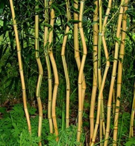 50 Spectabilis Bamboo Seeds Privacy Seed Garden Clumping Etsy