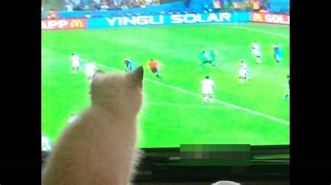 Funny Cat Watching Football Youtube
