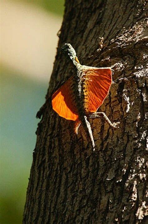 The male flying lizard is approximately 195 mm in length while the female is 212 mm. Lizard, Reptiles and amphibians, Lizard dragon