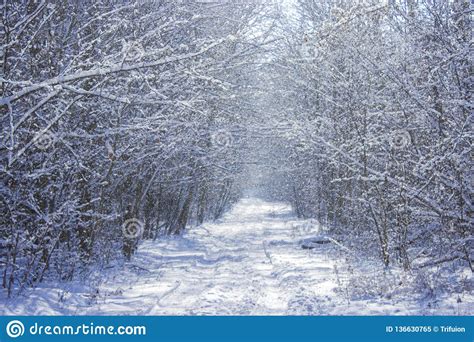 Winter Wood Road Tunel Stock Image Image Of Forest 136630765