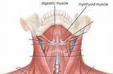 Pictures of Zygomatic Muscle Exercises