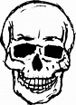 8 Skull Drawing Vector (SVG, PNG Transparent) | OnlyGFX.com