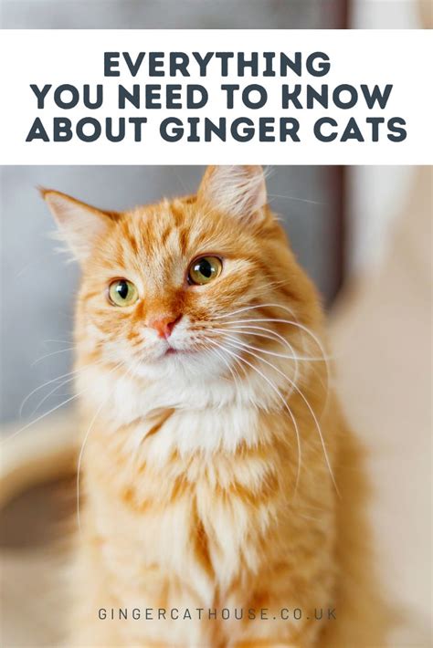 101 Adorable Names For Ginger Cats Ginger Cats Cat Names Ginger Cat