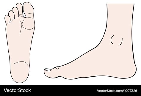 Feet Royalty Free Vector Image Vectorstock