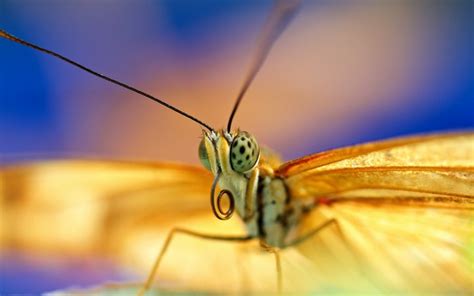 Animals Nature Photography Macro Butterfly Insect Green Yellow
